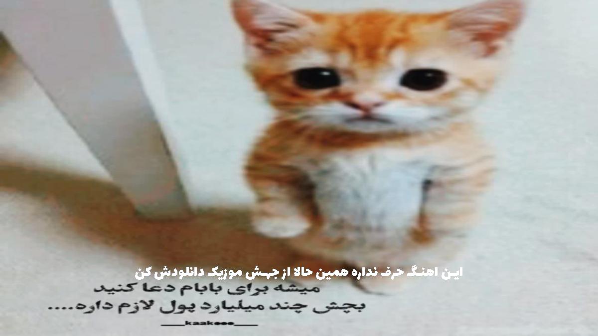 عکس آهنگ باشا باشا از 