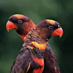 دانلود آهنگ بنظرت کی دیگه نبینه تورو میمیره رو زمین نیست دیگه وقتی بغلت میگیره از آرمین زارعی