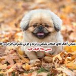 دانلود آهنگ خیلی وقتا با یه نگاهت آب میشه قلبم فقط با یه لبخند از مجید رضوی
