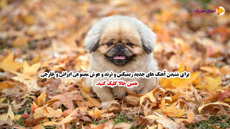دانلود آهنگ خیلی وقتا با یه نگاهت آب میشه قلبم فقط با یه لبخند از مجید رضوی