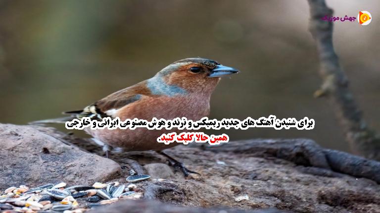 دانلود آهنگ شیدا شیدا (چه کردی چه کردی نهاتی) از پیشرو هورامی