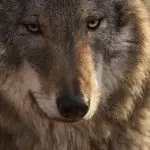 دانلود آهنگ ته دوش و بال خسته ته دور بگردم از فاطمه عطایی دانلود آهنگ ته دوش و بال خسته ته دور بگردم از فاطمه عطایی