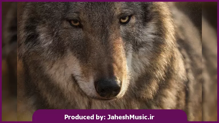 دانلود آهنگ ته دوش و بال خسته ته دور بگردم از فاطمه عطایی