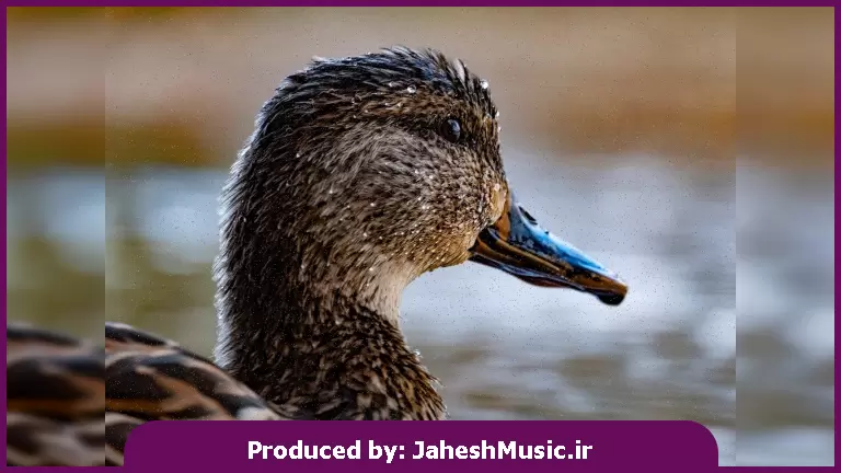 دانلود آهنگ منم و هدفونم میخوام فقط چت کنم - ریمیکس اینستا ترند 1404 از