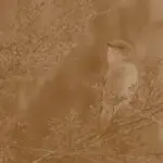 دانلود آهنگ واکمن 1 “ریمیکس نوستالژی بیس دار” از شهرام رحیمی